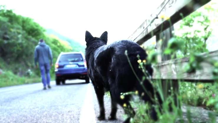 Abbandono cane strada novità 