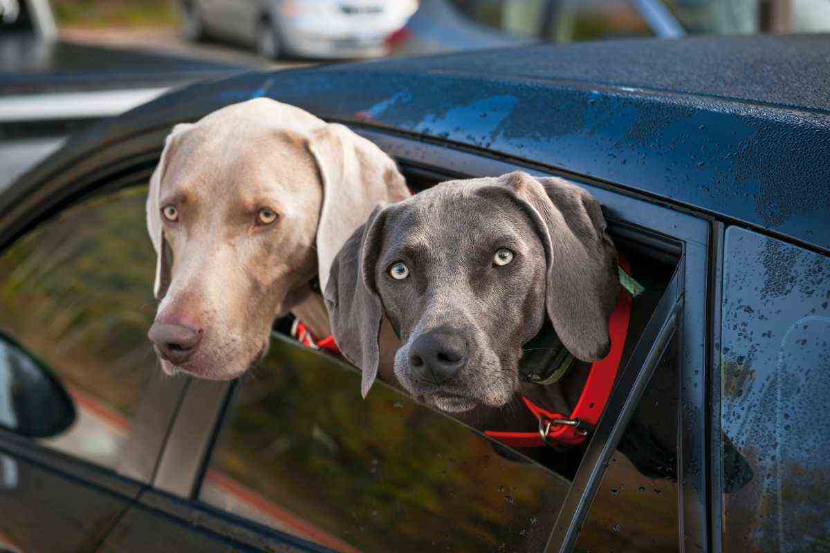 Auto presa di mira dai cani